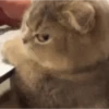 Animales cute ️ 20