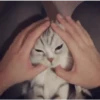 🐾🐱 Gatos Mood 🐱🐾 7