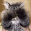Gatitos Adorables 🐱🐈‍⬛ 13