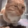 🐈 Gatitos 🐈‍⬛ 17