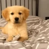 Animales cute ️ 22
