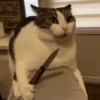 Gatinhos Engraçados😹 9