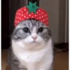 MemEs De GaTiToS 😀🐾🐱 9