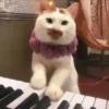 Gatitos Adorables 🐱🐈‍⬛ 6
