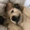 Perros Reacciones🐕🦴 7