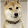 Animales cute ️ 23