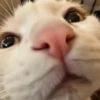 Animalitos cute ✨😸🐾 6