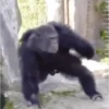 🤣🦍Monos Traviesos😂🦍 9