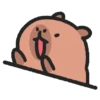 🐹°CapiBara Cute°🐹 14