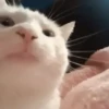 🐈 Gatitos 🐈‍⬛ 10