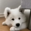 Funny Dogs 🐶 15