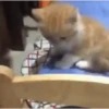 Gatos 🤪 7