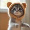 Dancing Kittens TikTok 🐱🎶🐈‍⬛ 9