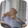 FuNnY CaTs 🐈‍⬛🐈 14