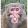 🐒🍌 Monos traviesos 🍌🐒 6