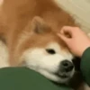 Perros Reacciones🐕🦴 13