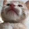 🐾🐱 Gatos Mood 🐱🐾 8