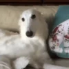 Perros Reacciones🐕🦴 16