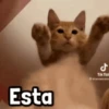 Esta ل Tik Toll bianmorales