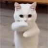 Dancing Kittens TikTok 🐱🎶🐈‍⬛ 11