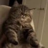 Gatitos Adorables 🐱🐈‍⬛ 14