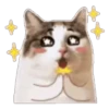 Random Cat 🐱🐾 9