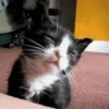 🐈 Gatitos 🐈‍⬛ 6