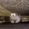 Animales divertidos 🐾 7