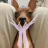 Animales divertidos 🐾 6