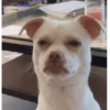 Funny Dogs 🐶 9