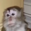 Monos traviesos  20