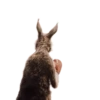 Team Canguro Viral TikTok 🦘📸 13