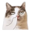 Random Cat 🐱🐾 20
