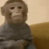 🌀 Monos - Changos 🐒 3