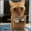 🐾🐱 Gatos Mood 🐱🐾 9
