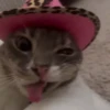 Gatitos Adorables 🐱🐈‍⬛ 19