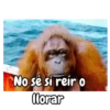 Monos 🐵🙉 7