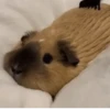Animales divertidos 🐾 13