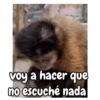 Monos 🐵🙉 5