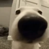 Perros Reacciones🐕🦴 11