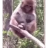 Monos monitos riendo 🙊😁2 6