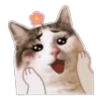 Random Cat 🐱🐾 8