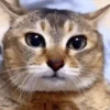 Gatitos Adorables 🐱🐈‍⬛ 5