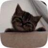 FuNnY CaTs 🐈‍⬛🐈 16