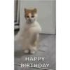HAPPY 🤣 feliz pra carai 12