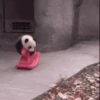 Animales cute ️ 28
