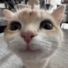 Gatitos Adorables 🐱🐈‍⬛ 17
