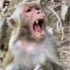 🐒🍌 Monos traviesos 🍌🐒 5