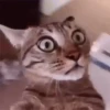 Gatos 🤪 6