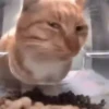 Meme kucing gif / cat 6
